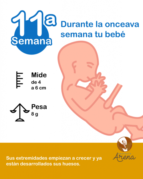 11 semanas de embarazo