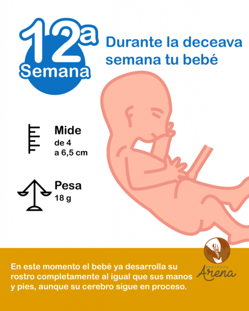 12 semanas de embarazo