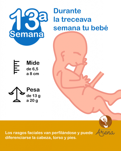 13 semanas de embarazo