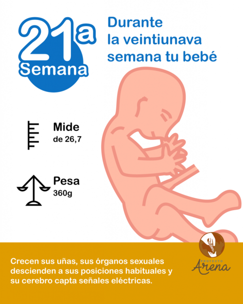 21 semanas de embarazo