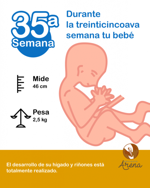 35 semanas de embarazo
